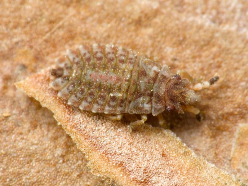 Aradus cinnamomeus Panzer, 1806